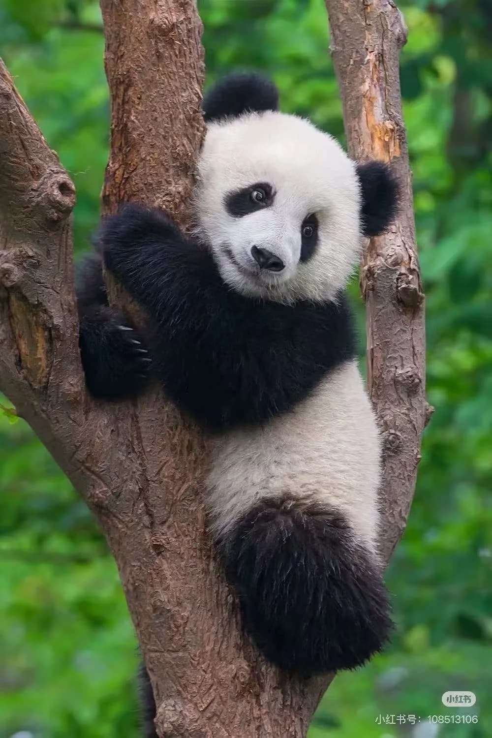 Close-up of a giant panda cub sitting on a tree branch at the Chengdu Research Base.