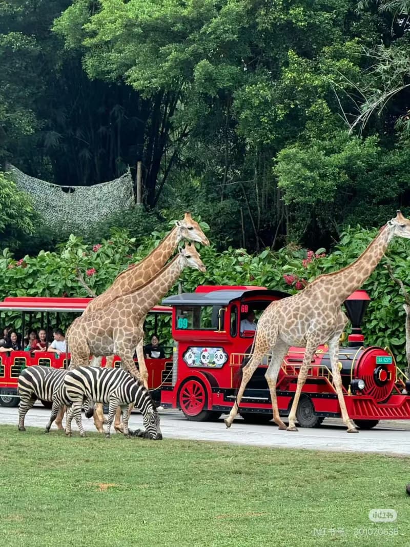 How to Plan a Family Trip to Chimelong Resort?