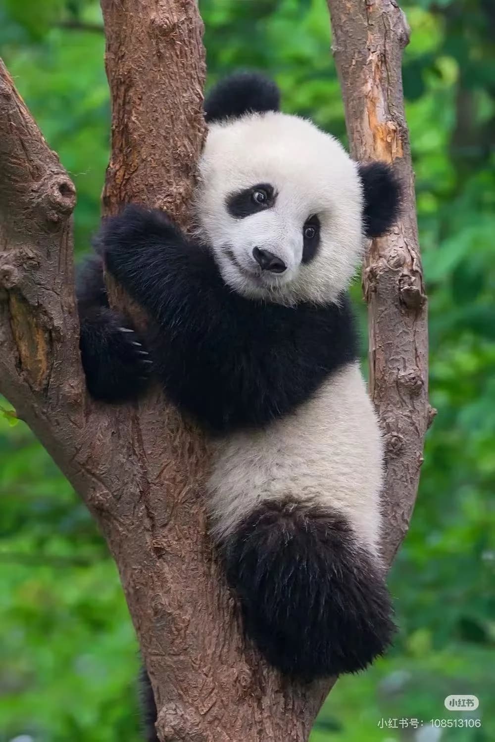 How to Plan Your Giant Panda Experience in China?