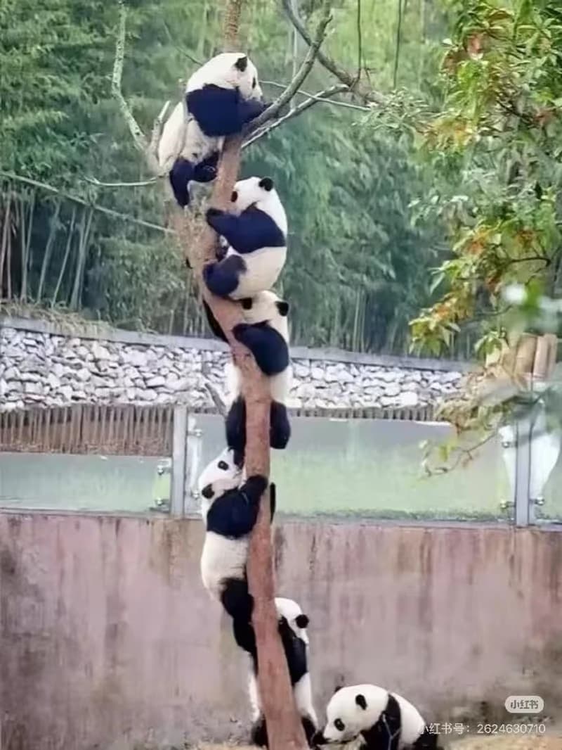 How to Visit the Chengdu Giant Panda Base?