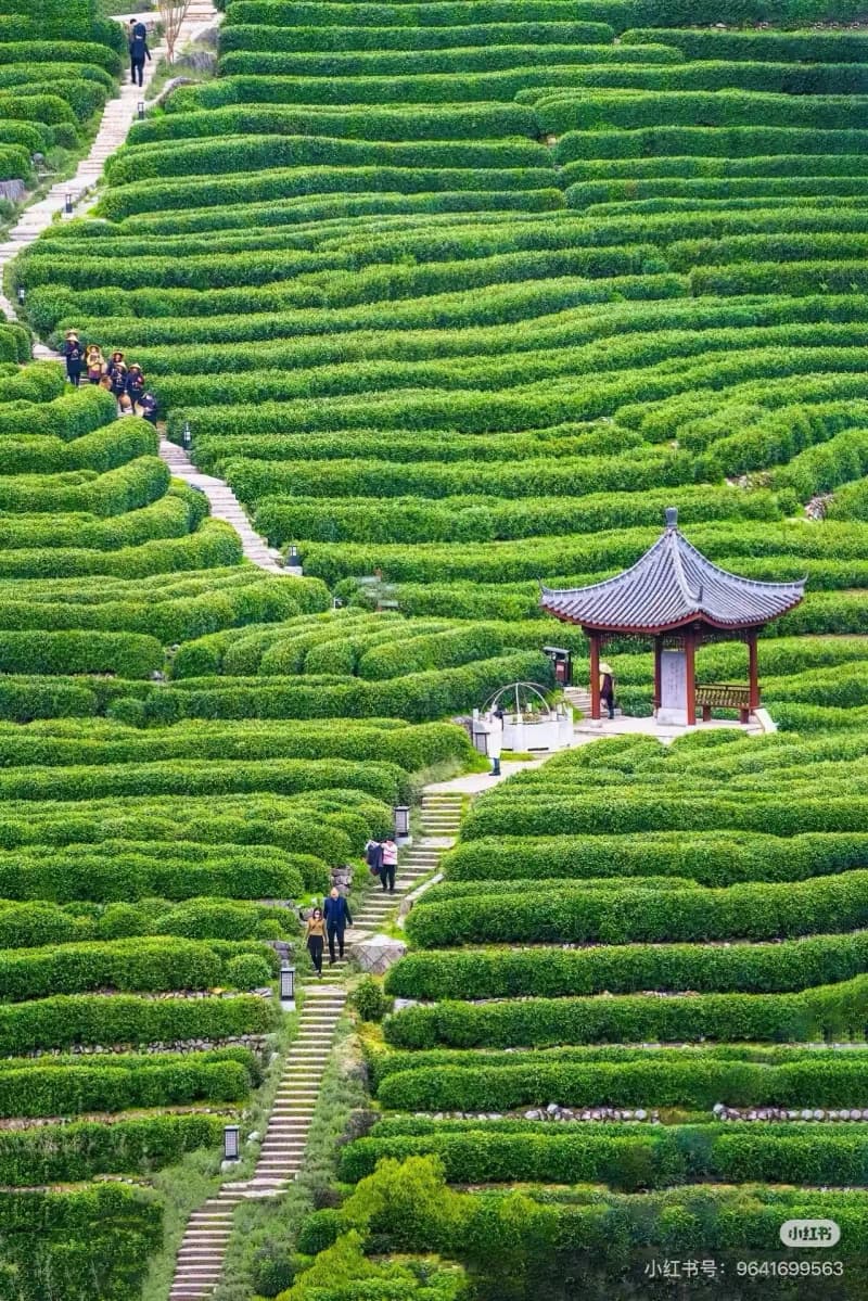 What to Expect at Longjing Village & West Lake?