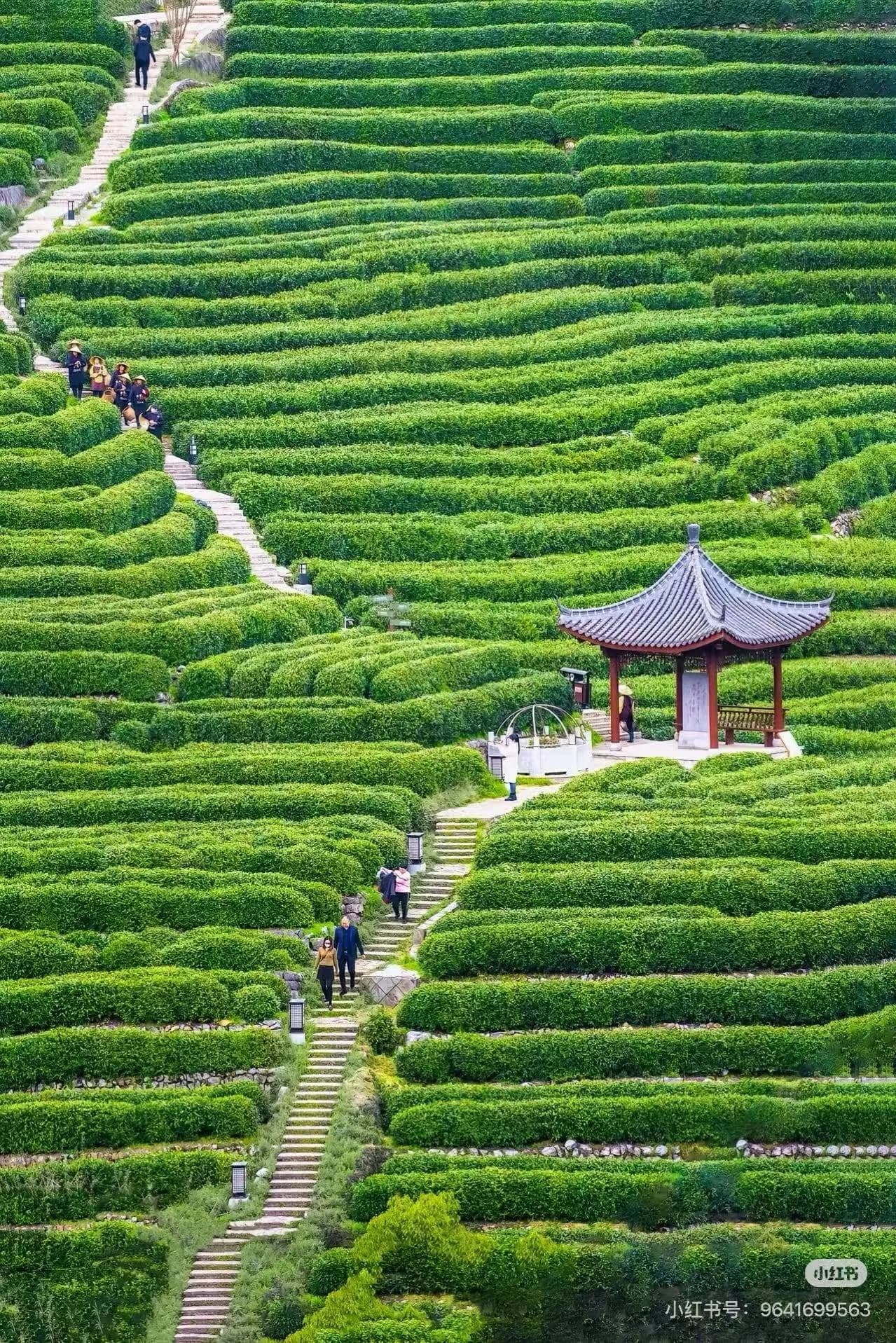 What to Expect at Longjing Village & West Lake?