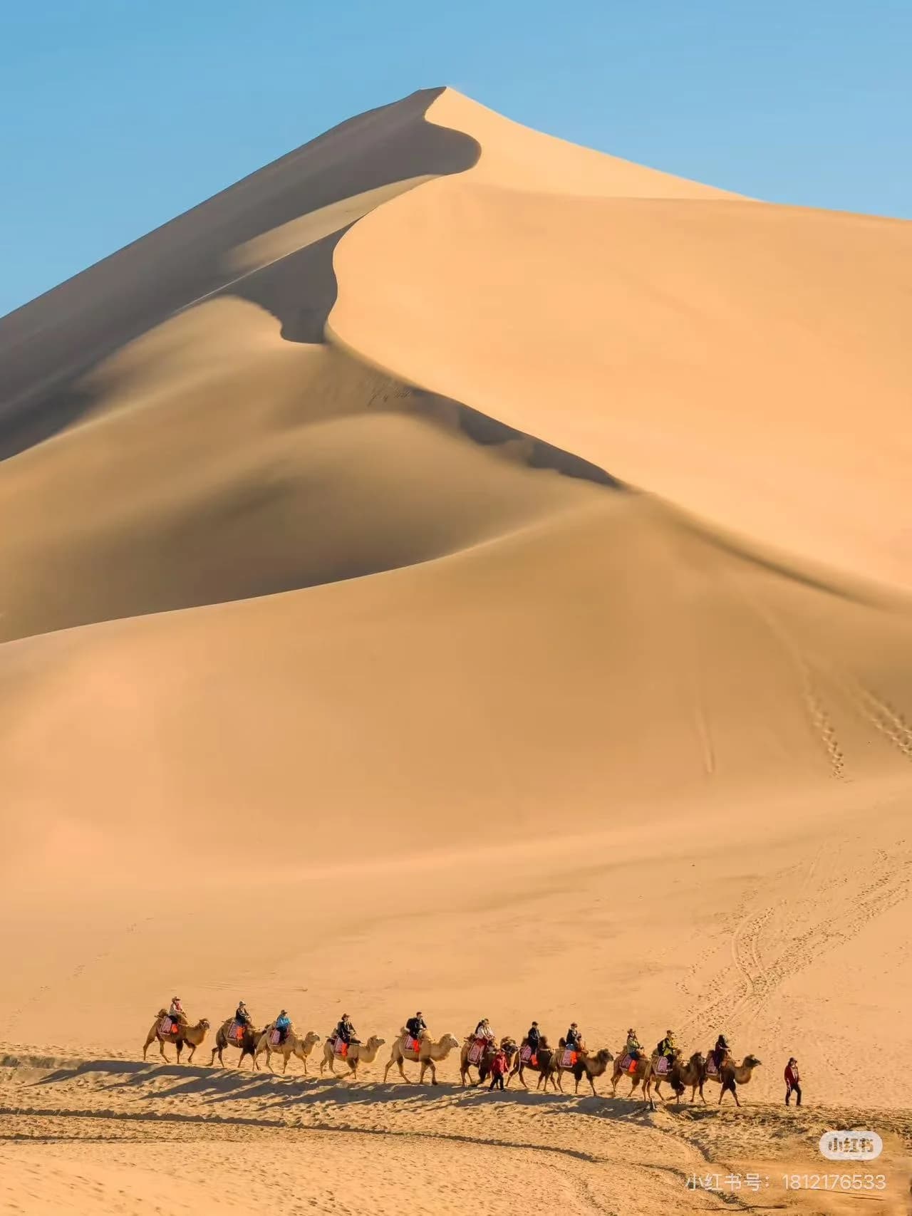 A line of camels carrying riders along the base of Mingsha Mountain's orange sand dunes at sunset, Dunhuang