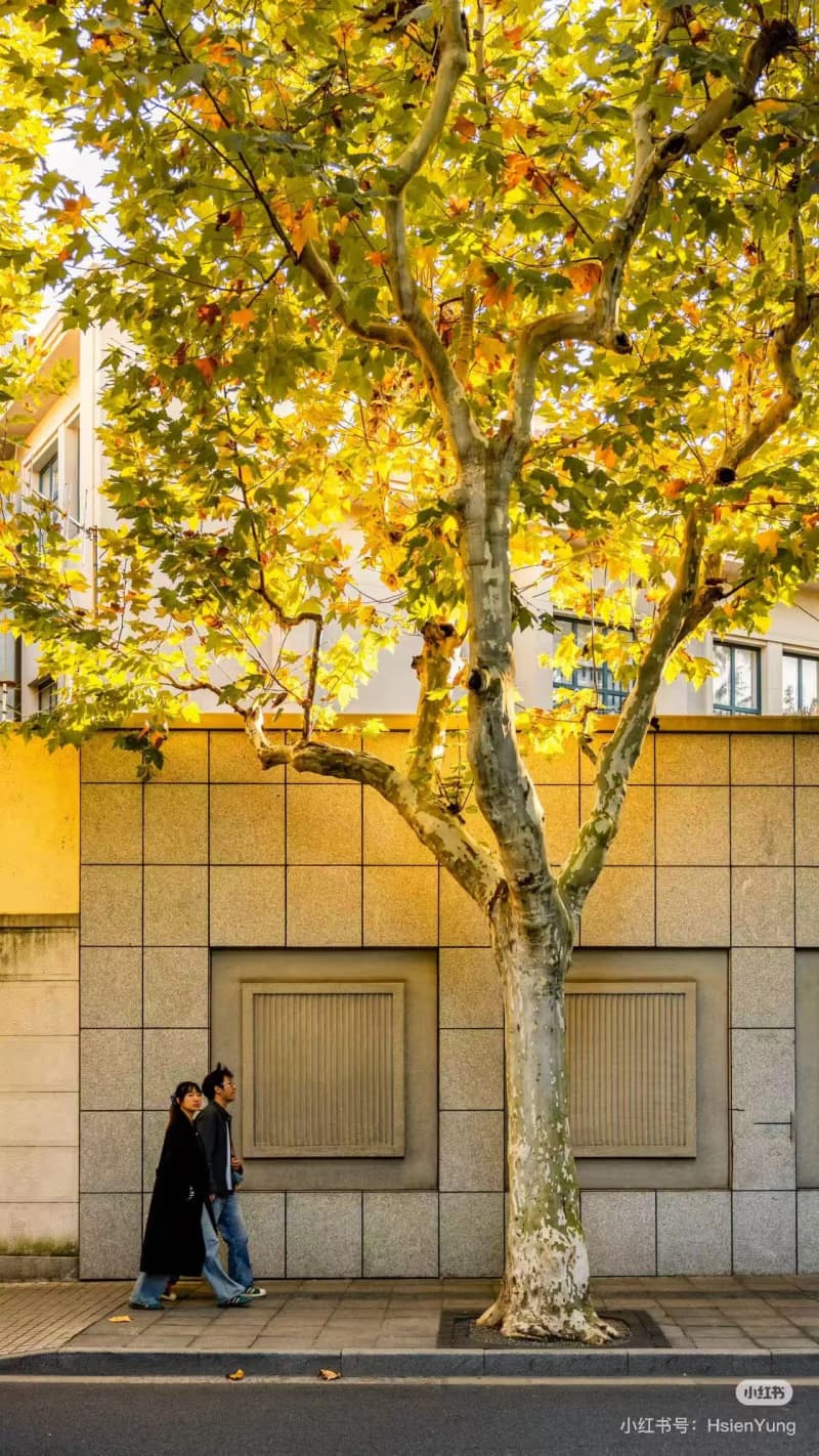 Why is Shanghai in Autumn a Local Secret?