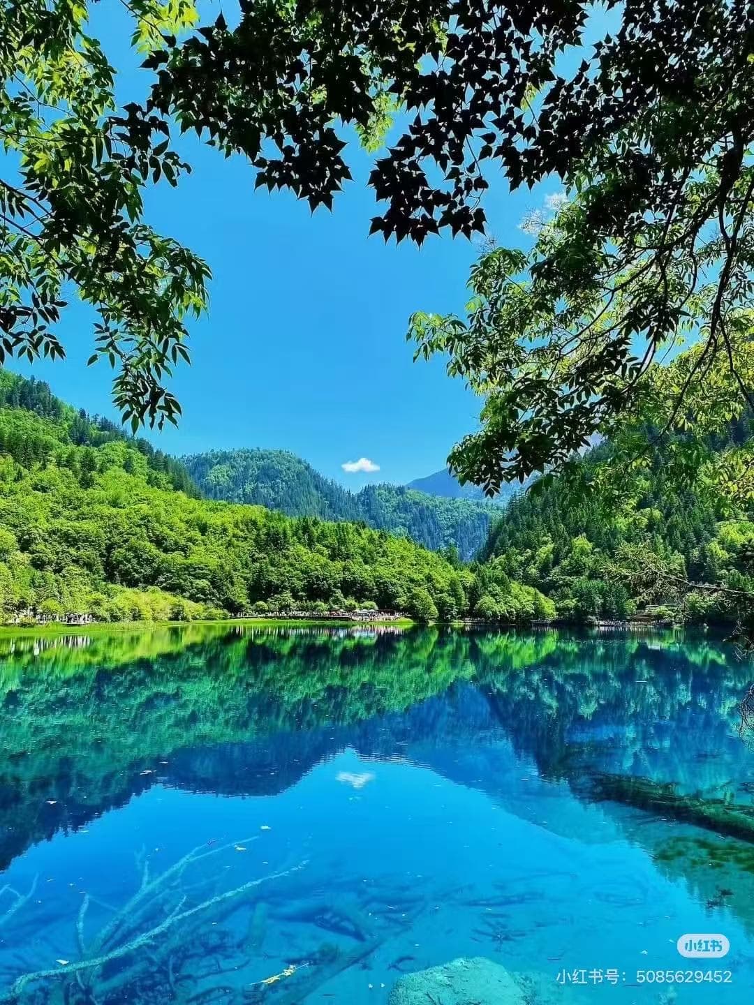 Jiuzhaigou Valley's vibrant blue lake reflects lush mountains and sky, with submerged trees visible - ChinaTripTop.