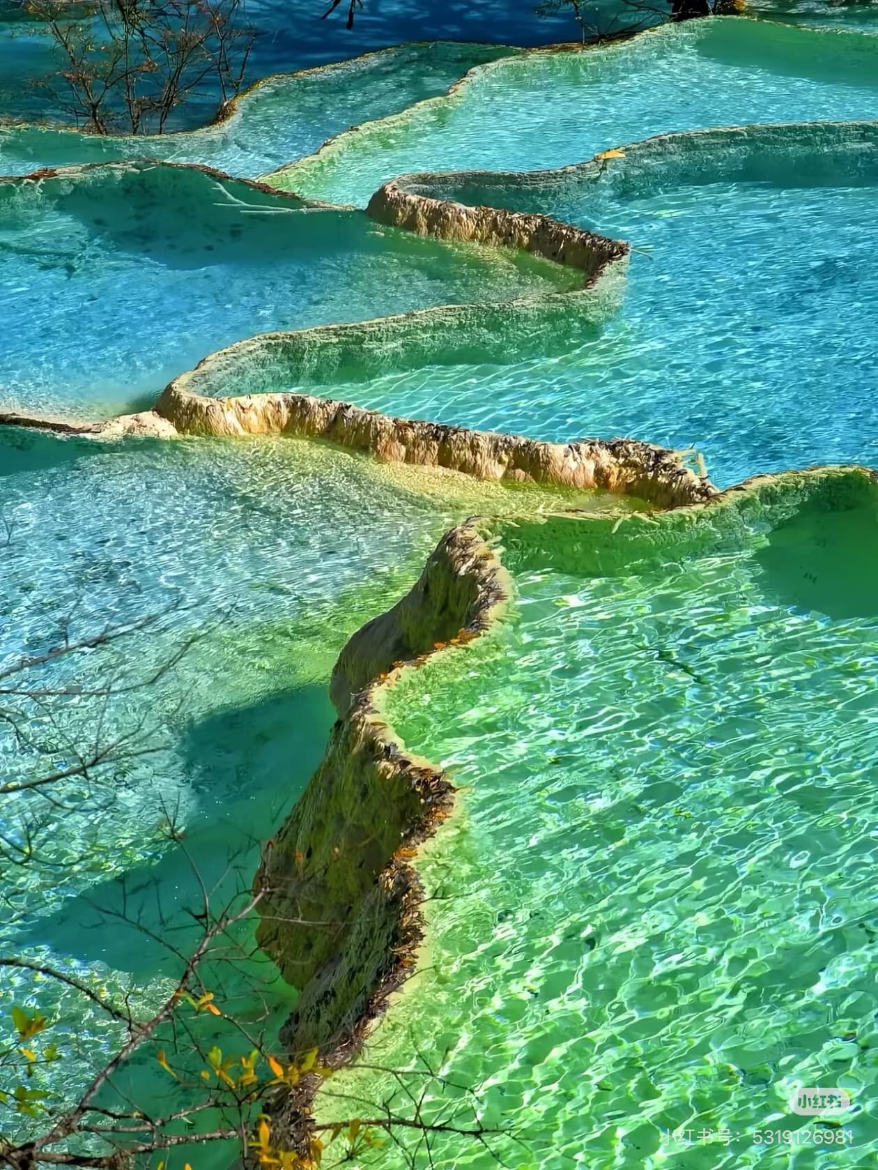 Close-up of vibrant Huanglong calcified terraced pools with shimmering turquoise and green water. - ChinaTripTop.